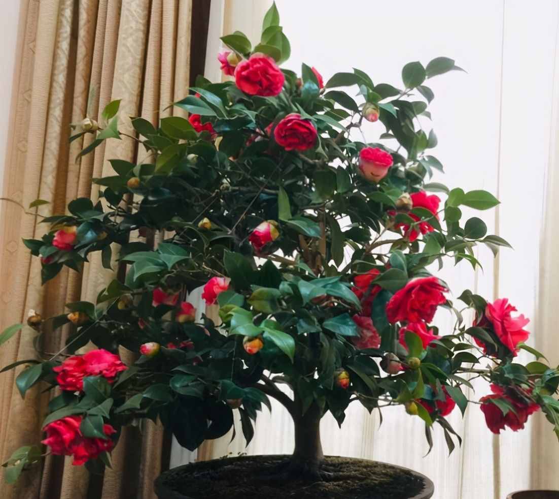 茶花夏季看著不長(zhǎng)，其實(shí)它在“孕育”，做好養(yǎng)護(hù)，秋季枝頭滿花苞