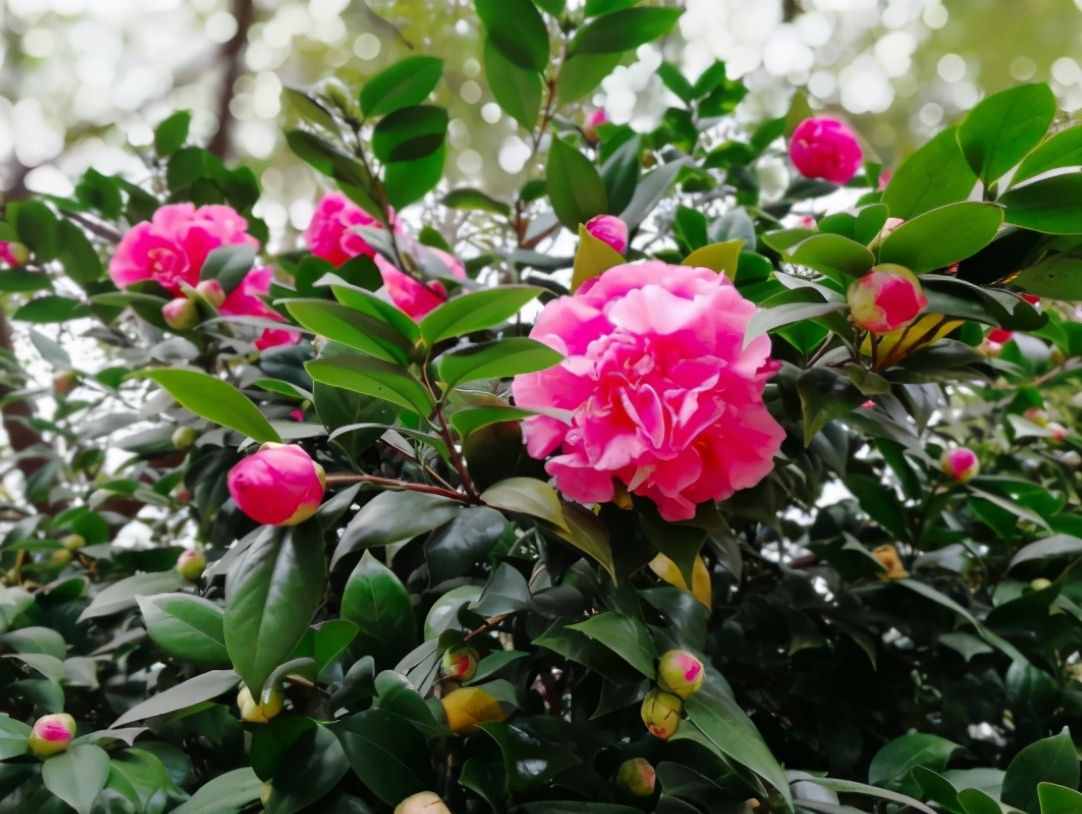 茶花夏季看著不長(zhǎng)，其實(shí)它在“孕育”，做好養(yǎng)護(hù)，秋季枝頭滿花苞