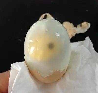 毛雞蛋的真相原來是這樣！以后再也不敢直視毛雞蛋了！