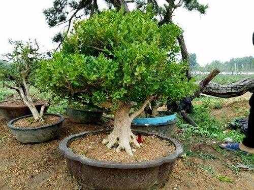 木中之王為黃楊，極具歷史意義的黃楊樹，如今成為最受歡迎的盆景