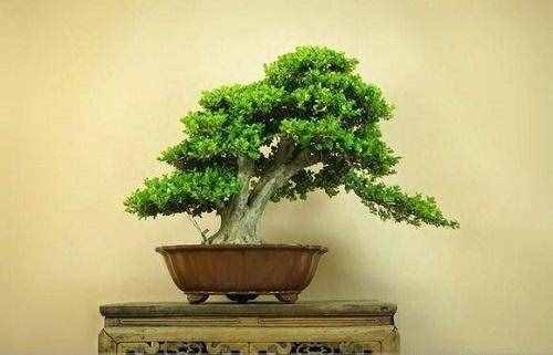 木中之王為黃楊，極具歷史意義的黃楊樹，如今成為最受歡迎的盆景
