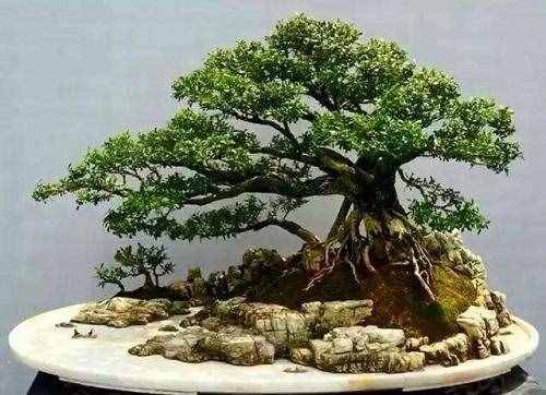 木中之王為黃楊，極具歷史意義的黃楊樹，如今成為最受歡迎的盆景