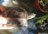 今日更新烏龜什么時(shí)候開(kāi)始冬眠（烏龜）