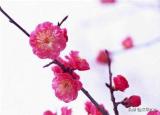 今日更新梅蘭竹菊四君子（梅蘭竹菊前面一句）