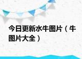 今日更新水牛圖片（牛圖片大全）