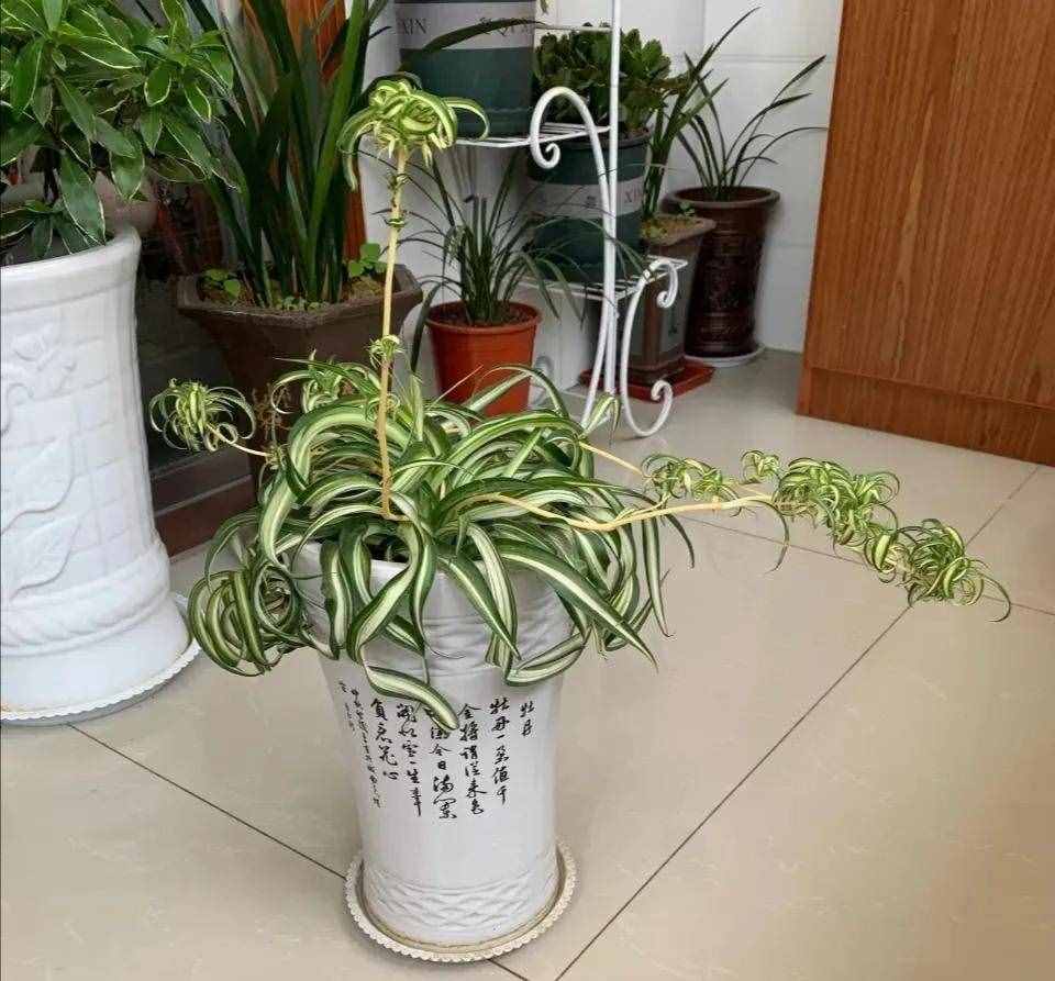 10個(gè)小秘訣，吊蘭長得茂盛飄逸、葉子綠油油，不干尖不易折斷