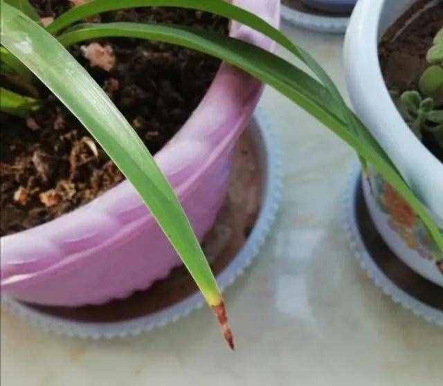 10個(gè)小秘訣，吊蘭長得茂盛飄逸、葉子綠油油，不干尖不易折斷