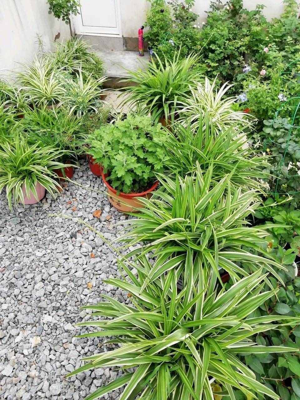 10個(gè)小秘訣，吊蘭長得茂盛飄逸、葉子綠油油，不干尖不易折斷