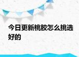 今日更新桃膠怎么挑選好的