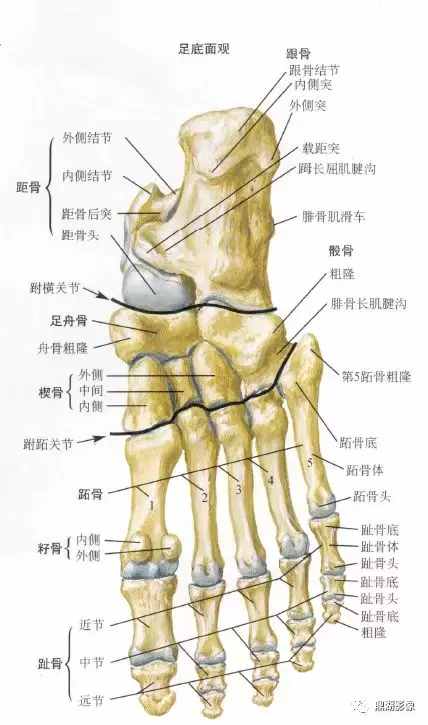 X線高清圖譜 