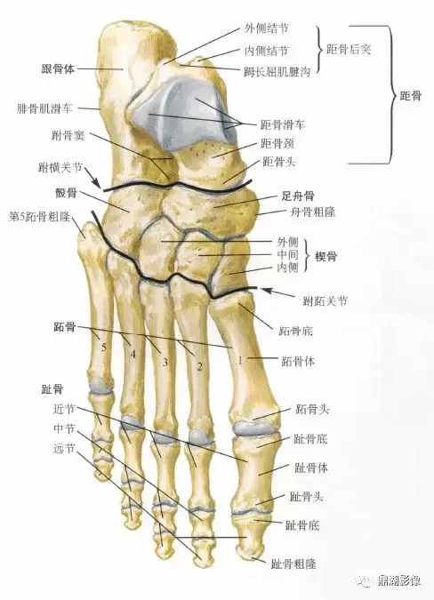 X線高清圖譜 