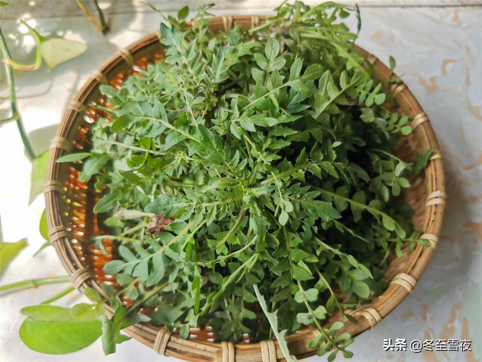 東北農(nóng)村，常吃的16種山野菜，現(xiàn)在城市里很少見(jiàn)，你吃過(guò)幾種？