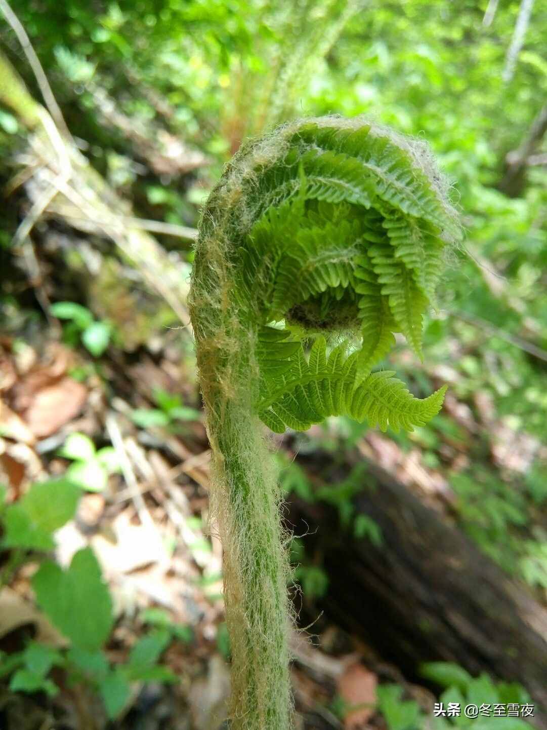東北農(nóng)村，常吃的16種山野菜，現(xiàn)在城市里很少見(jiàn)，你吃過(guò)幾種？