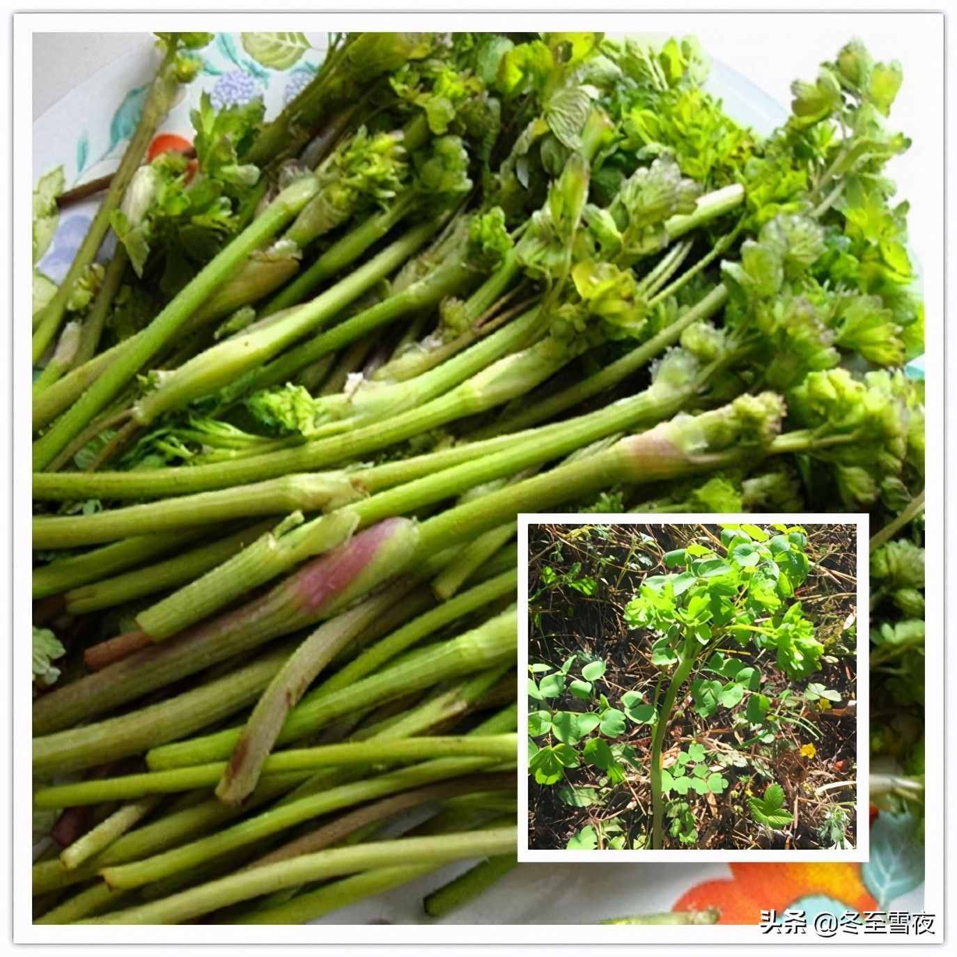 東北農(nóng)村，常吃的16種山野菜，現(xiàn)在城市里很少見(jiàn)，你吃過(guò)幾種？