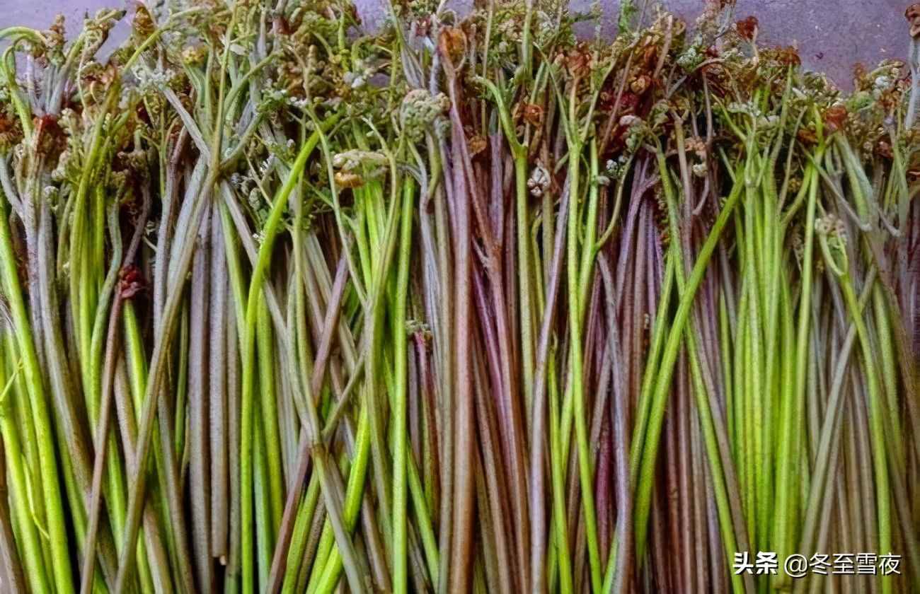 東北農(nóng)村，常吃的16種山野菜，現(xiàn)在城市里很少見(jiàn)，你吃過(guò)幾種？