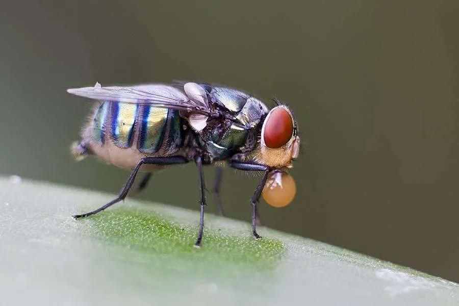 昆蟲養(yǎng)殖為什么選擇黑水虻？