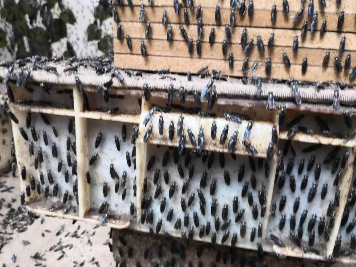 昆蟲養(yǎng)殖為什么選擇黑水虻？