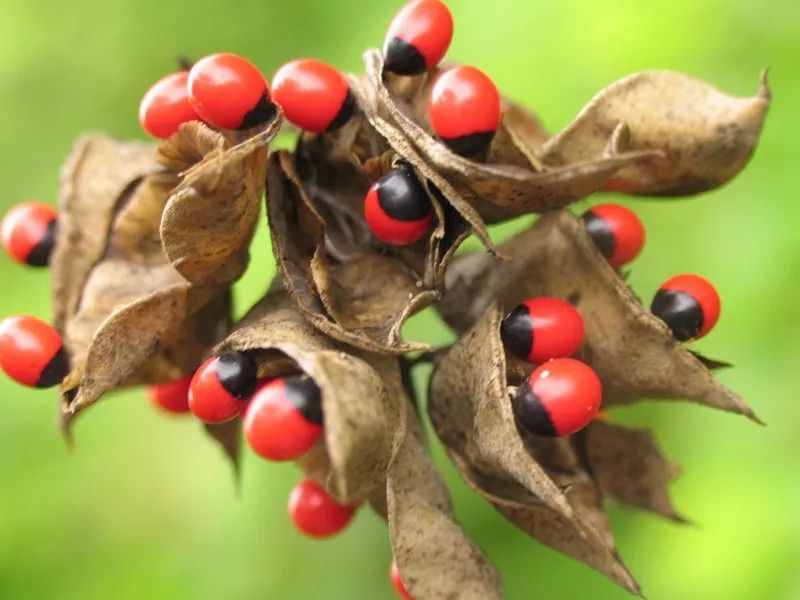 少年科學(xué)粉每日一題｜有毒的“相思豆”！山寨版紅豆誤食可能致命！