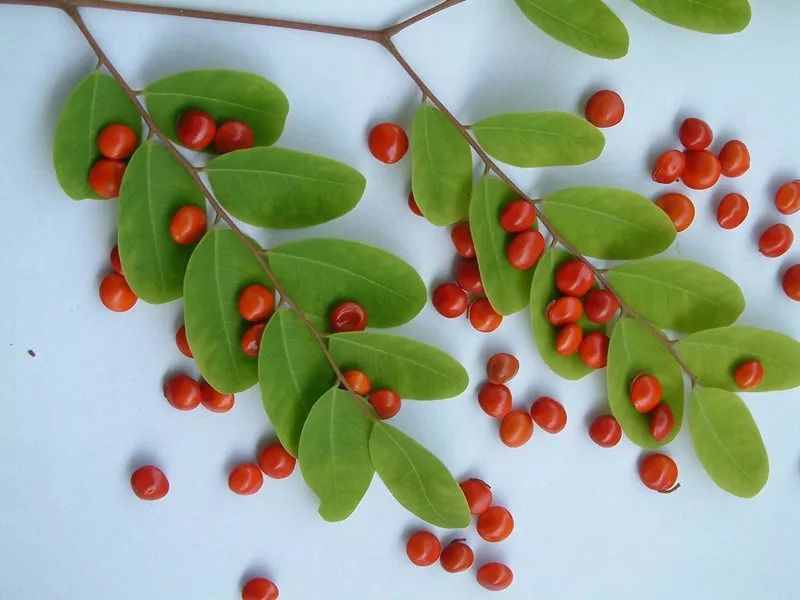 少年科學(xué)粉每日一題｜有毒的“相思豆”！山寨版紅豆誤食可能致命！