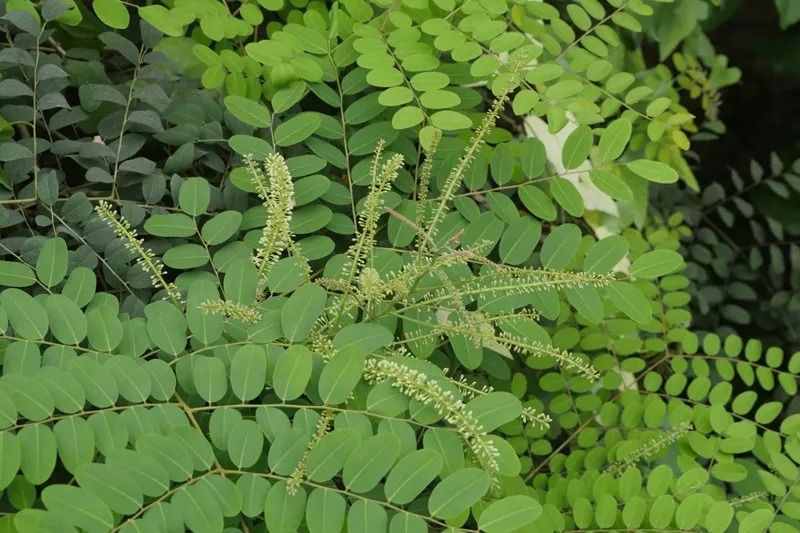 少年科學(xué)粉每日一題｜有毒的“相思豆”！山寨版紅豆誤食可能致命！