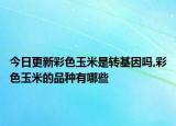 今日更新彩色玉米是轉(zhuǎn)基因嗎,彩色玉米的品種有哪些