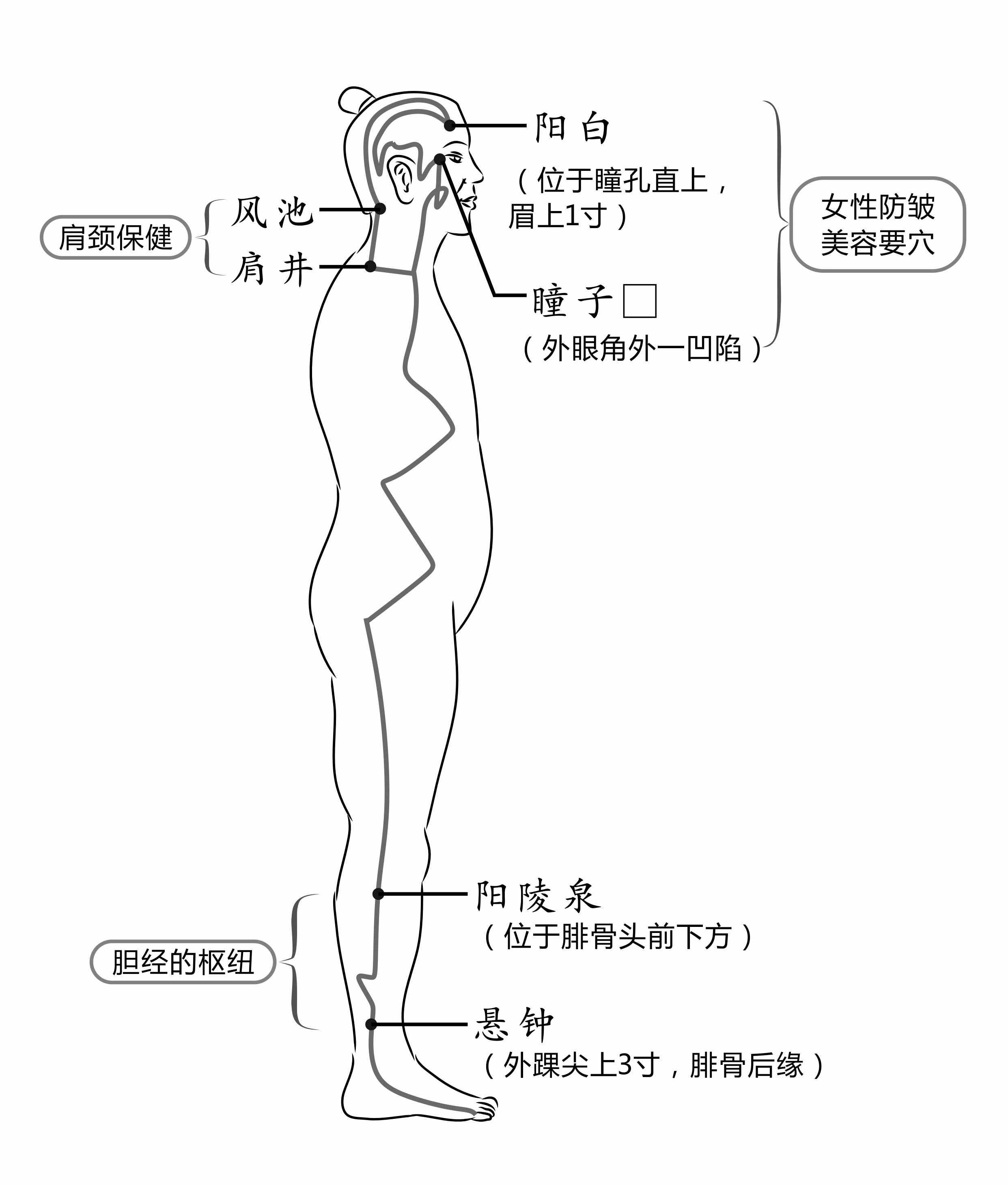 排毒養(yǎng)肝，養(yǎng)生第十一條經(jīng)脈：足少陽膽經(jīng)