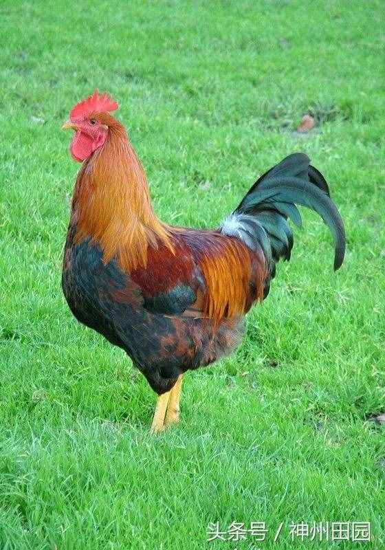 六畜是指哪六種動物，第三種口碑最好，第六種在古代戰(zhàn)爭中最重要