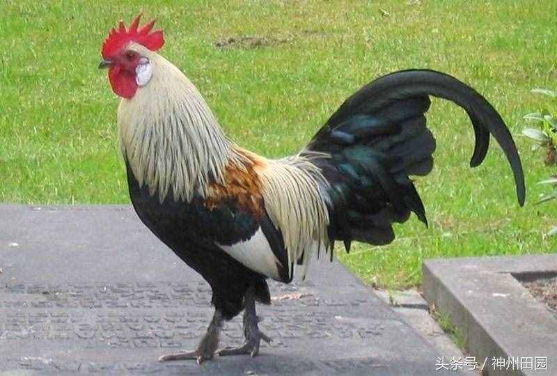 六畜是指哪六種動物，第三種口碑最好，第六種在古代戰(zhàn)爭中最重要
