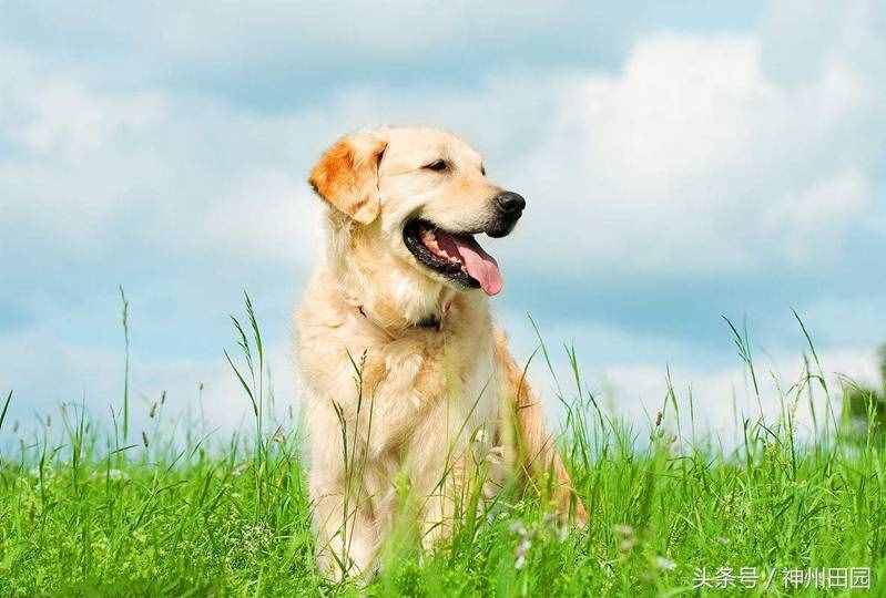 六畜是指哪六種動物，第三種口碑最好，第六種在古代戰(zhàn)爭中最重要