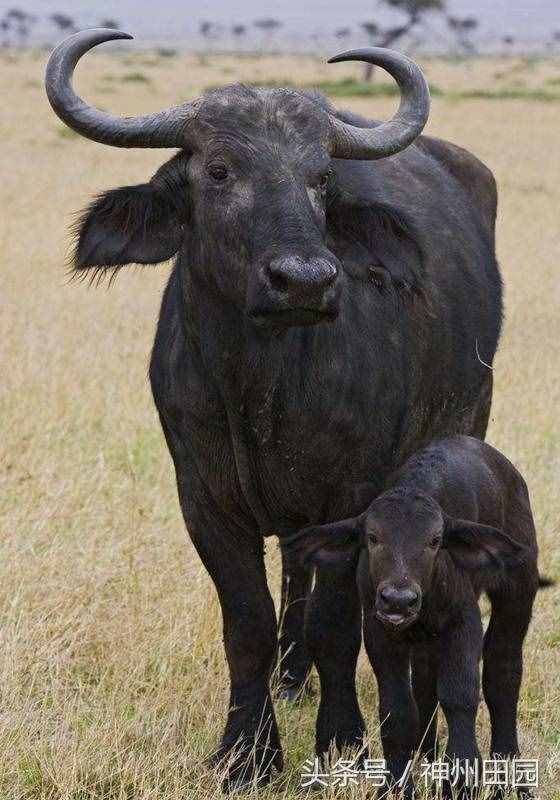 六畜是指哪六種動物，第三種口碑最好，第六種在古代戰(zhàn)爭中最重要