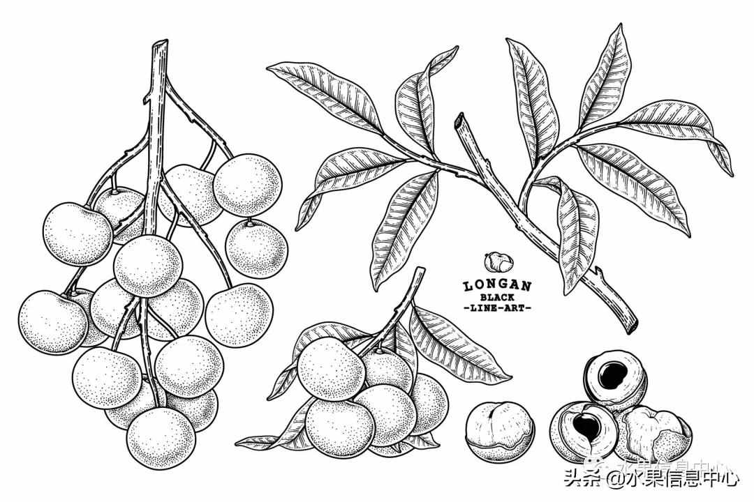 一份全國龍眼產(chǎn)地地圖及品種