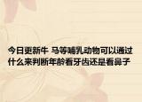 今日更新牛 馬等哺乳動物可以通過什么來判斷年齡看牙齒還是看鼻子