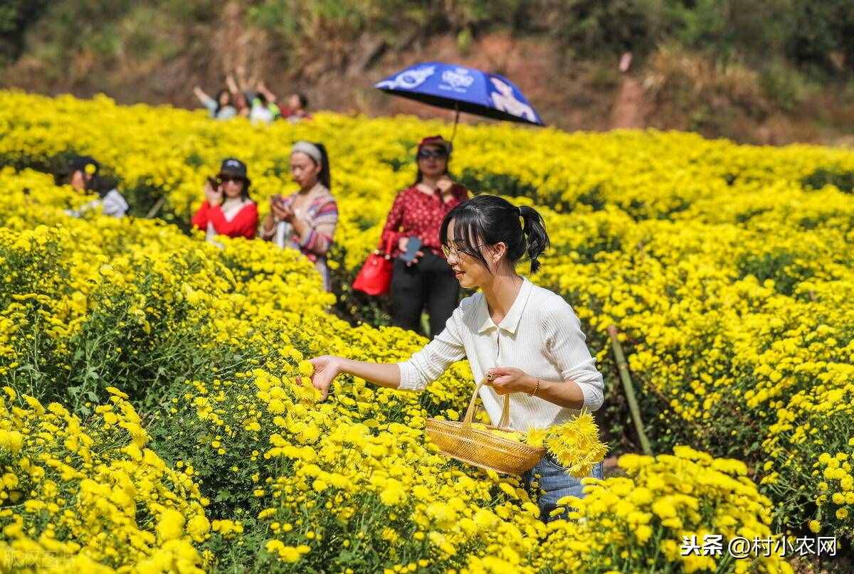 現(xiàn)在農村種什么前景好？這6個種植賺錢項目，很適合你在農村創(chuàng)業(yè)