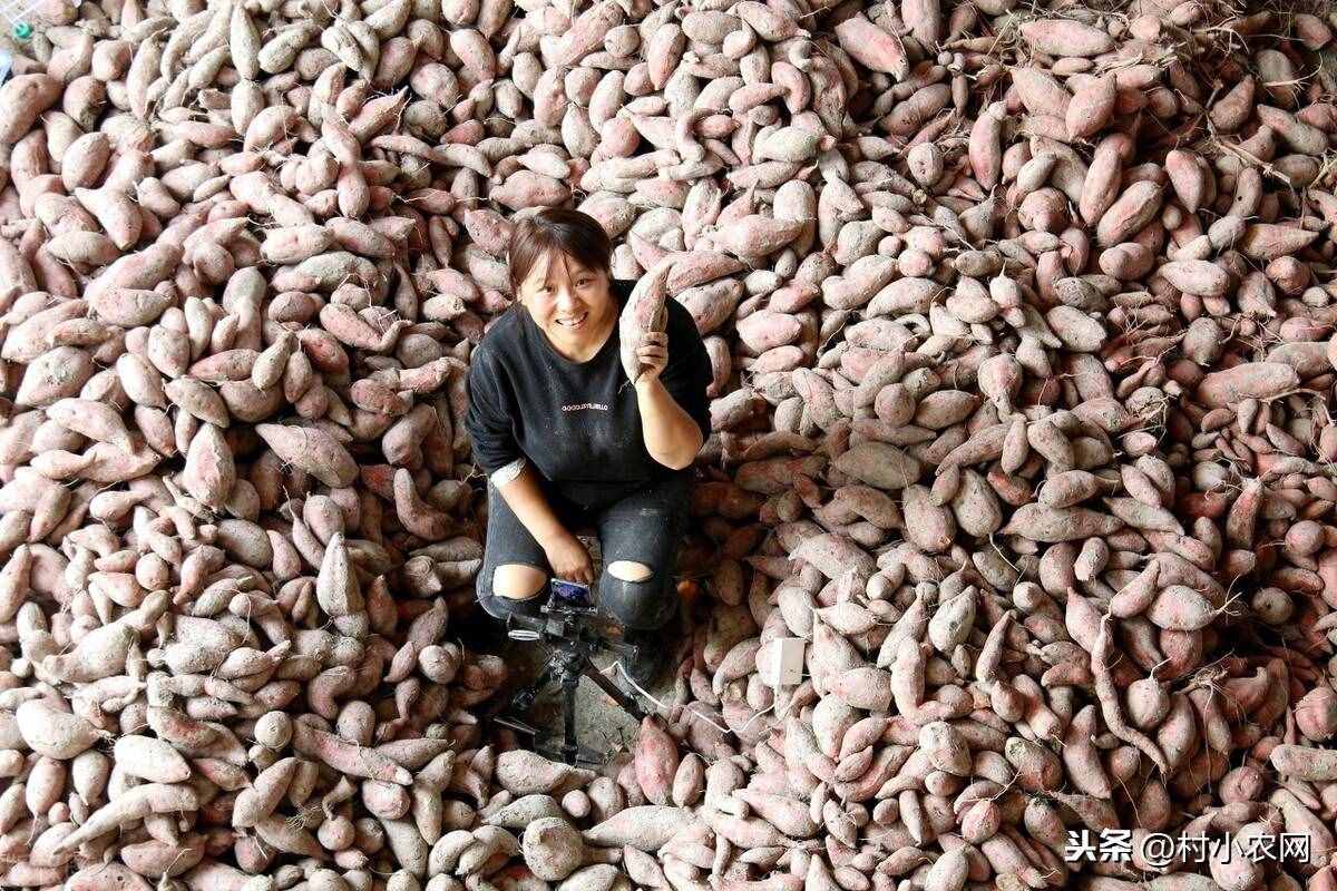 現(xiàn)在農村種什么前景好？這6個種植賺錢項目，很適合你在農村創(chuàng)業(yè)