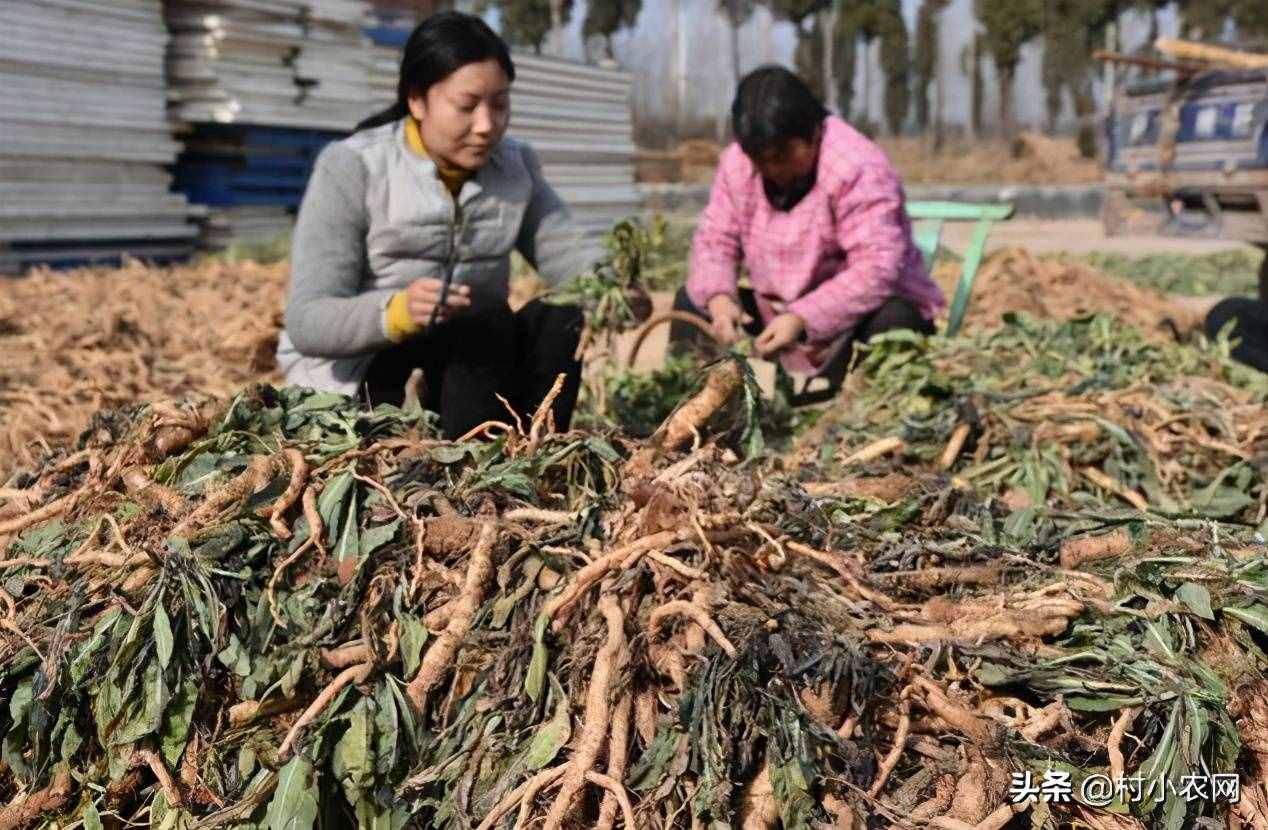 現(xiàn)在農村種什么前景好？這6個種植賺錢項目，很適合你在農村創(chuàng)業(yè)