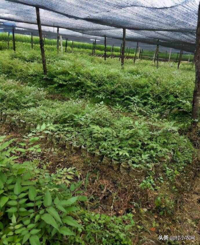 現(xiàn)在農村種什么前景好？這6個種植賺錢項目，很適合你在農村創(chuàng)業(yè)