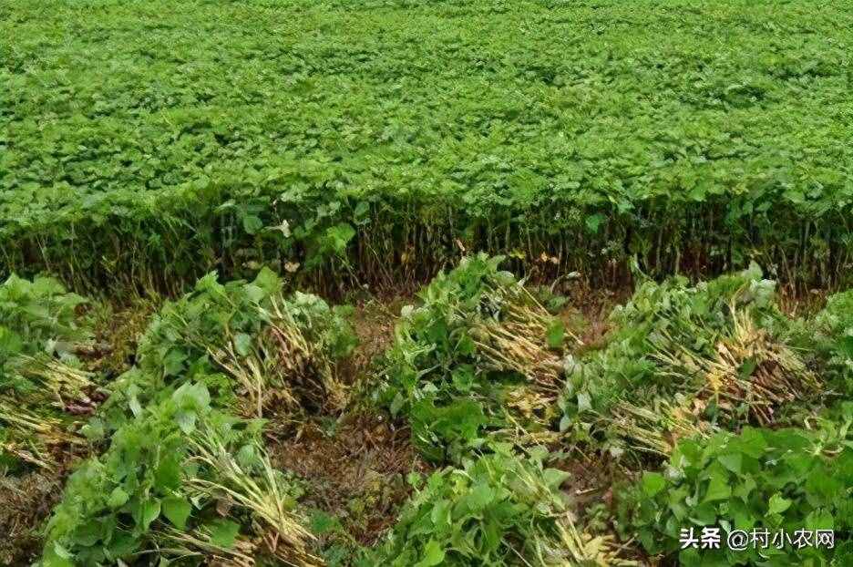 現(xiàn)在農村種什么前景好？這6個種植賺錢項目，很適合你在農村創(chuàng)業(yè)