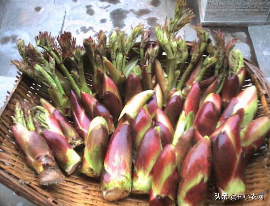 現(xiàn)在農村種什么前景好？這6個種植賺錢項目，很適合你在農村創(chuàng)業(yè)