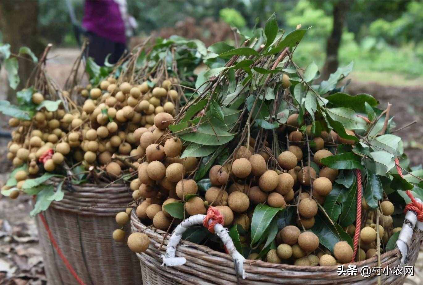 現(xiàn)在農村種什么前景好？這6個種植賺錢項目，很適合你在農村創(chuàng)業(yè)