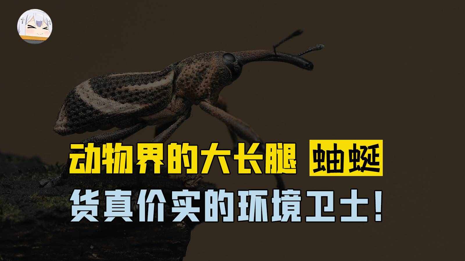 動物界大長腿蚰蜒，擁有三十條步足！是貨真價實的環(huán)境衛(wèi)士