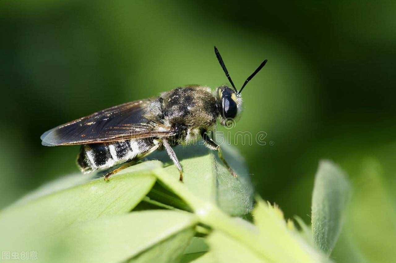 動物界大長腿蚰蜒，擁有三十條步足！是貨真價實的環(huán)境衛(wèi)士