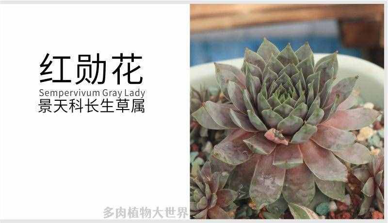 「紅勛花」景天科長生草屬多肉植物，中型品種普貨長生草品種之一