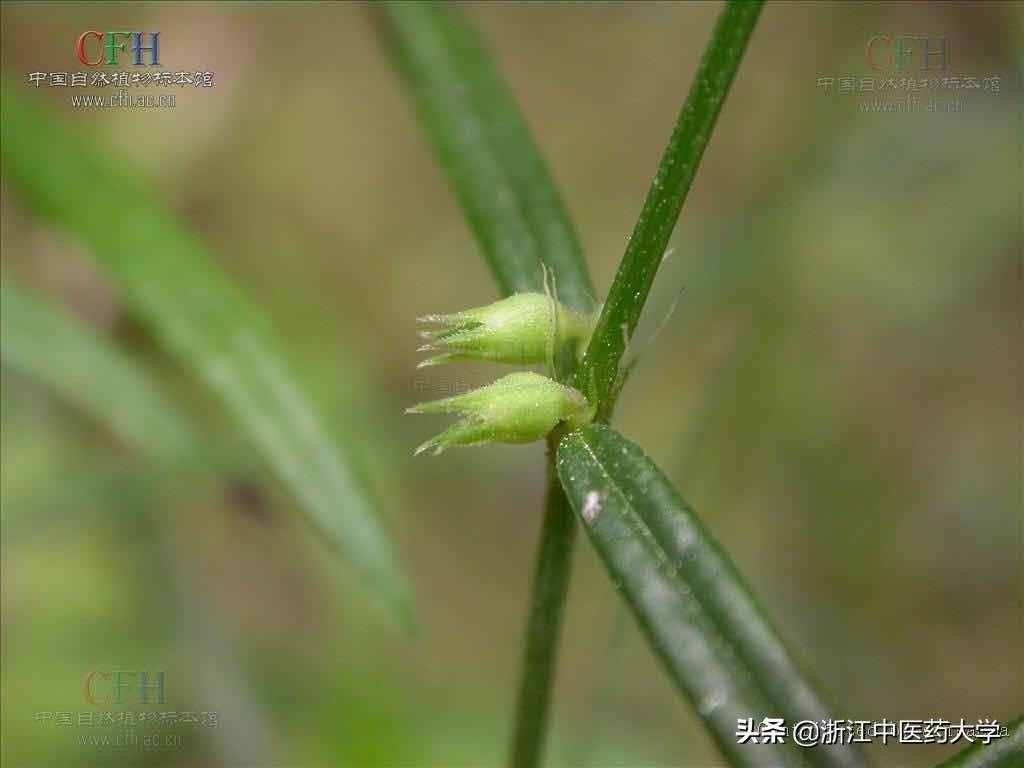 每周一藥｜白花蛇舌草