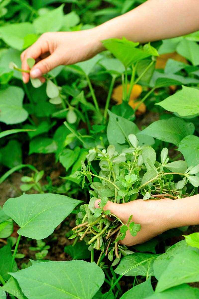 馬齒莧：夏日難得的山野佳蔬，藥食兼用作用大，對付少白頭就吃它