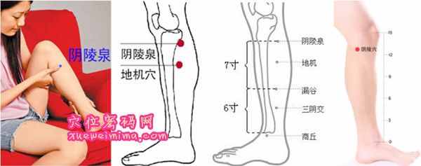 陰陵泉穴的準確位置圖