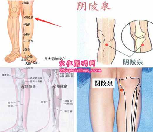 陰陵泉穴的準確位置圖（高清圖組）