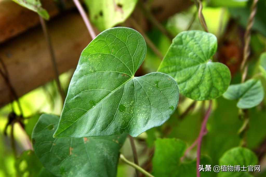 植物的葉子有哪些功能？可不是只有光合作用一種