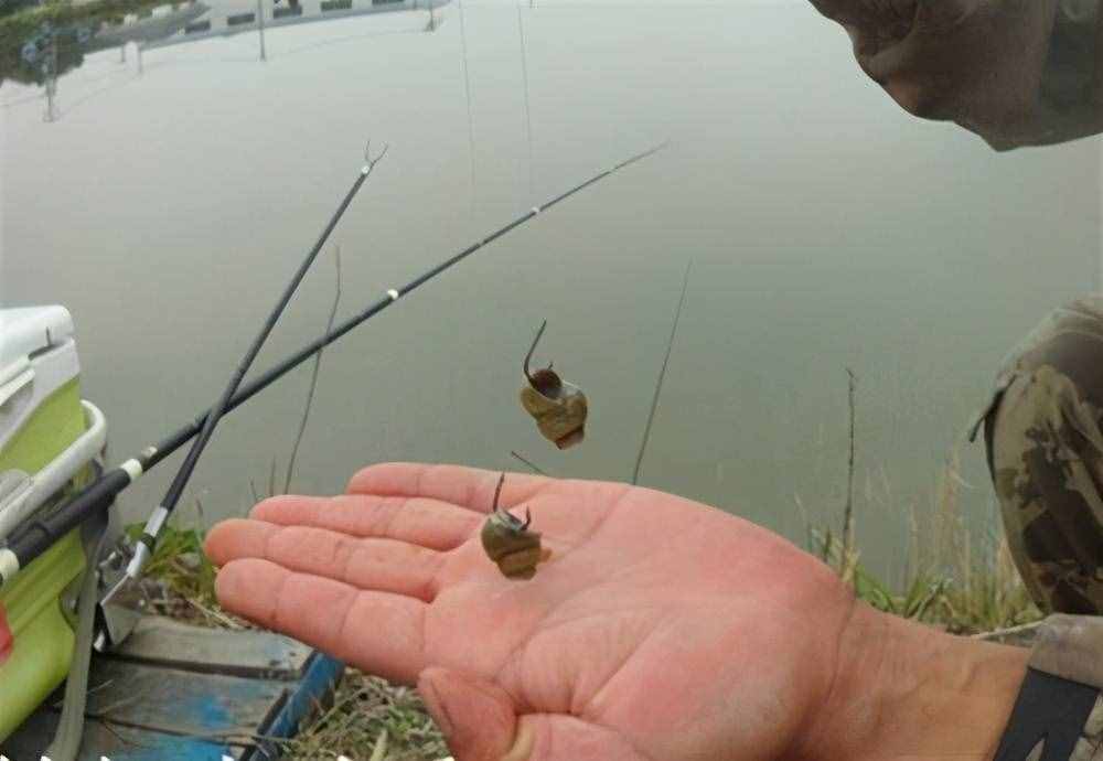 不是只有玉米才能釣鯉魚，這些野釣鯉魚的配方，效果也不錯(cuò)