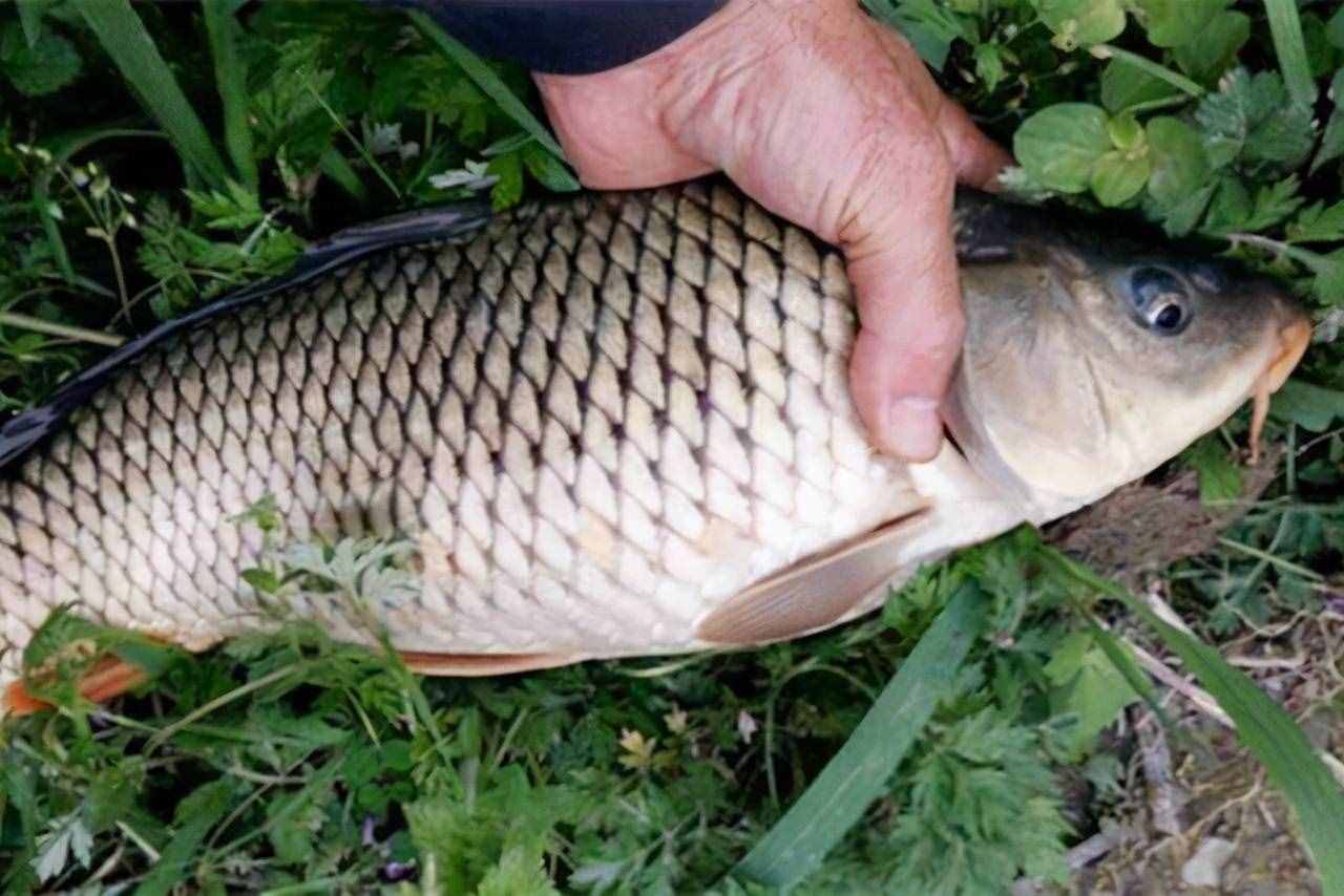 不是只有玉米才能釣鯉魚，這些野釣鯉魚的配方，效果也不錯(cuò)