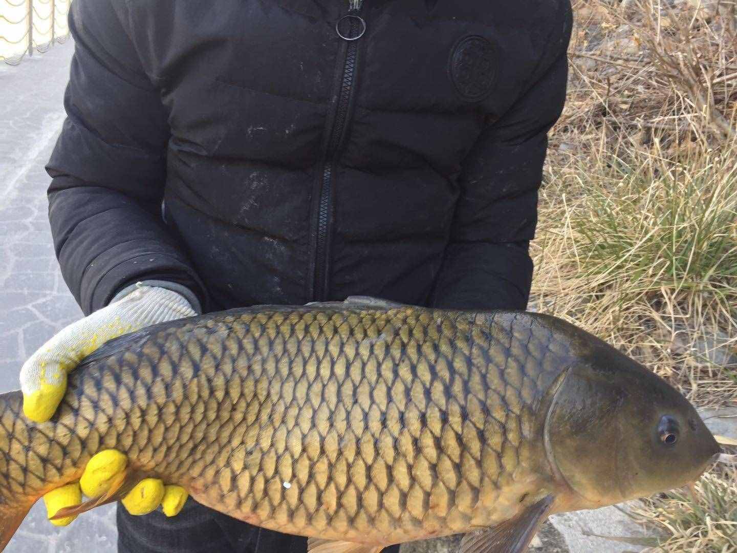 想釣大鯉魚，先掌握這六個作釣技巧你再試試看，釣不好你找我！